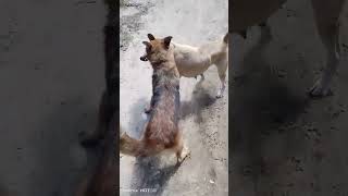 part 2Dog fighting to deathGerman shepherd vs local dog [upl. by Adnolaj]