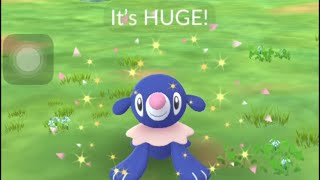 ✨Shiny Popplio✨2💧🦭Pokémon Go Community Day pokemongo pokemon shinypokemon shinypopplio [upl. by Sallad304]