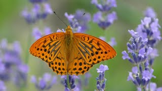 Dostojka malinowiec perłowiec malinowiec Argynnis paphia  samiec i samica 4K [upl. by Ellinger397]