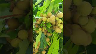 Cây Nhãn  Dimocarpus longan [upl. by Chance]