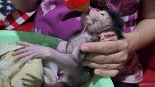 Welcome Newcomer Newborn Baby Monkey Girl [upl. by Einnob]