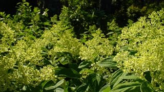 How to Prune Hydrangea Paniculata Trees [upl. by Einnaffit83]