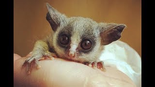 Senegal GalagoSenegal bushbaby  Cute Tiny Monkey [upl. by Nnalyrehc]