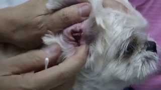 A Shih Tzu has a chronic right ear infection [upl. by Fillian]