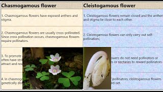 Chasmogamous vs Cleistogamous Flowers [upl. by Enyehc]