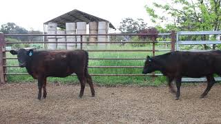 Killawarra Park Heifers [upl. by Chuch]