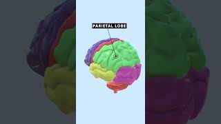 Cerebral Lobes Part 1 brain medical [upl. by Elcin]