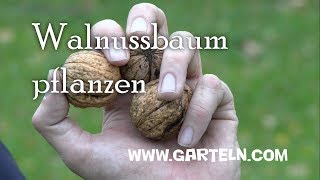 Walnuss pflanzen  Tipps für den eigenen Walnussbaum [upl. by Kinney]