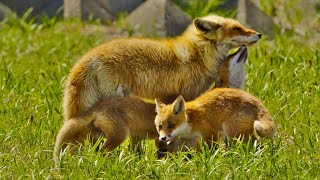 Three baby foxes cuddling with their mother：母キツネに甘える3匹の子ギツネ [upl. by Lothair82]