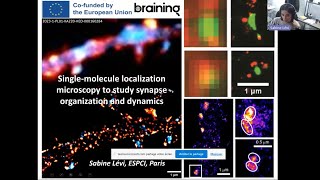 Singlemolecule localization microscopy to study synapse organization and dynamics [upl. by Nylanna973]