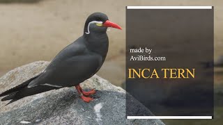 Inca Tern Larosterna Inca [upl. by Pachton]