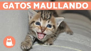 Los mejores MAULLIDOS de GATOS 🐱 ¡Gatos MAULLANDO mucho y fuerte 🐾 [upl. by Farra175]