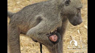 Brand New Baboon Baby Born on Valentines Day [upl. by Anahtor]