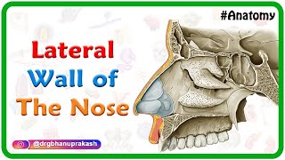 Lateral wall of the nose  Bones Cartilages and Mucosa  USMLE Anatomy  Medvizz [upl. by Luanni565]