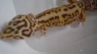 Simple and useful tip on how to save your leopard gecko from impaction [upl. by Matejka625]