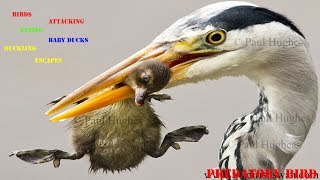 Heron feeding on baby waterbirds in a compilation of images [upl. by Yklam584]