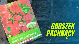 Jak siać groszek pachnący Wysiew groszku pachnącego Groszek pachnący – uprawa Porady ogrodnicze [upl. by Izogn]