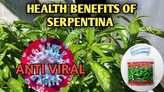 SERPENTINA PLANT quot KING OF BITTERSquot  HEALTH BENEFITS OF SERPENTINA LEAVES AND CAPSULES [upl. by Sitnik887]