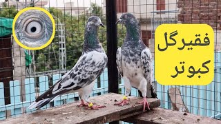 Faqeer Gul Kabootar  Faqir gull pigeons  Jhelum Pigeon Centre m [upl. by Maighdiln115]