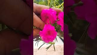 colorful beautiful flowerstable roseOru Roja Thottampleaselikesharesubscribe [upl. by Marijo969]