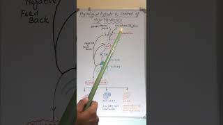 Physical Effects amp Control of Glucocorticoids hormones glucocorticoids negativefeedback [upl. by Betthezel]