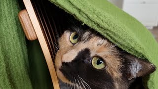 This cat likes to hide in her blankie fort [upl. by Zondra687]