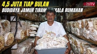 Budidaya Jamur Tiram Skala Rumahan Perawatan Mudah Tiap Hari Panen [upl. by Rexanna180]