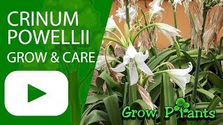 Crinum powellii  grow amp care Swamp lily [upl. by Akitahs648]