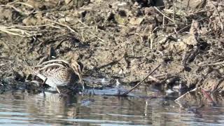 Snipe at RSPB Rainham Marshes 91024 [upl. by Pattie]