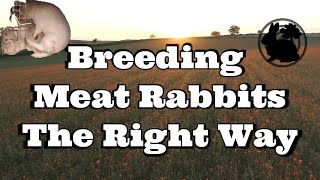 Breeding Meat Rabbits The Right Way [upl. by Aikahs747]