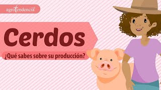 CERDOS 🐷 El segundo animal de cría más producido del mundo  AgroClips [upl. by Rachele]