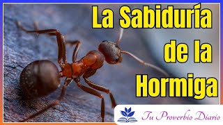 7 Lecciones Inspiradoras de las Hormigas  Proverbios 66 [upl. by Animsay191]