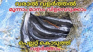 വരാൽ വളർത്തൽ മൂന്നാം മാസം വിളവെടുക്കാം 😱  Snakehead fish farming malayalam വരാൽ കൃഷി episode 4 [upl. by Leahcimluap243]