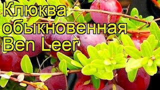 Клюква обыкновенная Бен Лир Краткий обзор описание характеристик vaccinium macrocarpon Ben Leer [upl. by Zzahc]