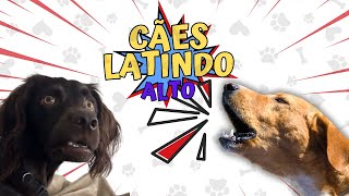 CACHORRO LATINDO ALTO 🔊Aprenda a usar o som para surpreender seu cão 🐶🐾 [upl. by Lyrpa]