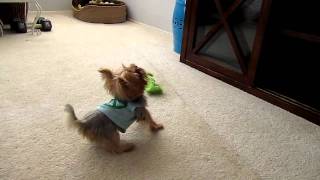 Zola the Tiny Yorkie Puppy Barks at Commercial on TV [upl. by Ysdnil]