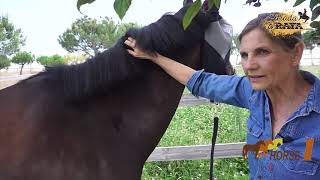 Prevenir que el caballo tenga garrapatas y reducir el peligro de Piroplasmosis  Parte 22 [upl. by Verna676]