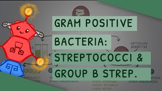 Gram Positive Bacteria Streptococci and Group B Streptococcus Streptococcus Agalactiae [upl. by Wichman]