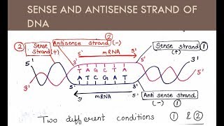 Sense and Antisense Strand of DNA  in Hindi and English   For BSc and MSc  All About Biology [upl. by Arnold]