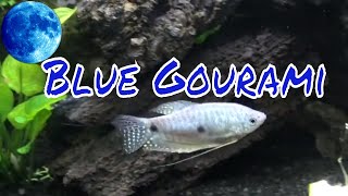 Blue Gourami Care Guide [upl. by Arikehs]