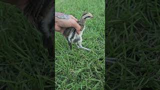 Gallos finos pollito fino patas azulez florida Estados unidos gallofino galleros [upl. by Sigismond]