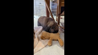 Leopold the Lop Eared Bunny eating pellets [upl. by Maloney762]