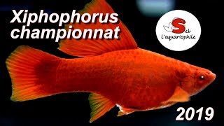 Le xiphophorus  the most beautiful xiphophorus fish and platy in Europe ✔ [upl. by Attenwad]