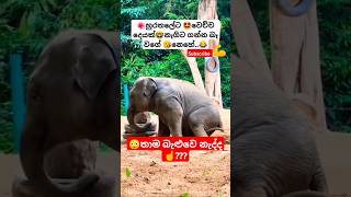 Lande ළදේ Roshan Fernando ytshorts short trending Song Tiktok shortvideo Viral Elephant 🥰🤩 [upl. by Gaeta]