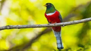 Trogon Birds of Costa Rica [upl. by Ecinreb]