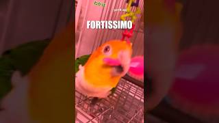 🪇 pianissimo  fortissimo 🎥 VO’d with permission from hinairotoridori IG shorts [upl. by Adnot]