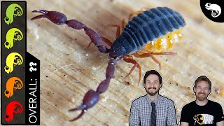 Pseudoscorpion The Best Pet Invertebrate [upl. by Rett]