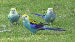 Paleheaded rosella  Platycercus adscitus [upl. by Rosamund]