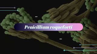 MicroVerse Project  Penicillium roqueforti [upl. by Rondi]