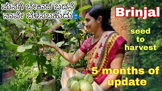 How to grow Brinjal  seed to harvest  solution for common pests  ಬದನೆಕಾಯಿ ಬೆಳೆಸುವ ವಿಧಾನ [upl. by Lakin]